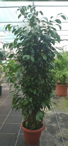 Pianta indoor ficus daniel - pianta,