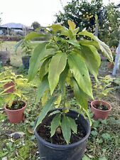 Pianta di avocado Tipo Fuerte (FOTO REALI)