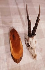 TROFEO CAPRIOLO. Mai esposto