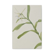 Mary vaux walcott epidendrum - mary,
