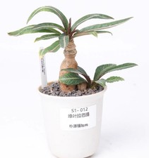 Vaso 9 cm raro Euphorbia