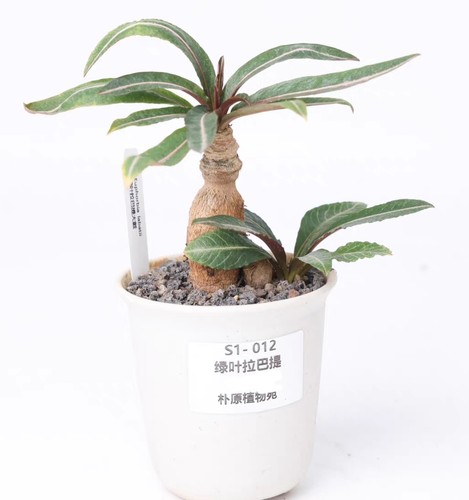Vaso raro euphorbia - vaso, cm