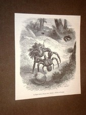 Gravure année 1872 Pagure