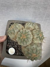 Copiapoa haseltonian crecida - copiapoa,