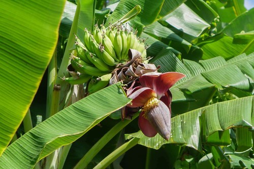 Banana darjeeling musa - darjeeling,