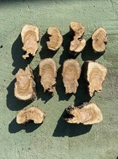 Fette di legno di ulivo