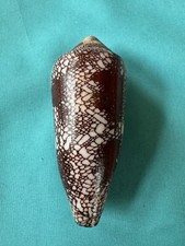 Grande conus magnificus - grande,