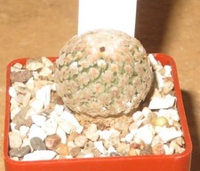 Turbinicarpus Pelecyphora