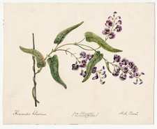 Coppia acquerello antico botanica fiori erbolario datati 1850 firmati "MA"