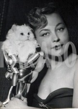 Foto vintage Gatti, 1951, Gatto persiano bianco con premio, Stampa 18 x 13 cm