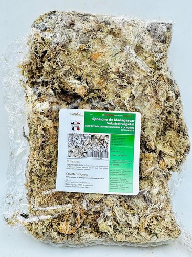 Sfagno del madagascar - sfagno,