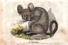 Antique Print CHINCHILLA'