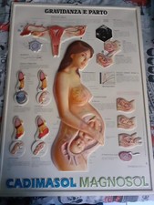 Anatomical Chart Company poster 3D rilievo anatomia gravidanza e parto italiano