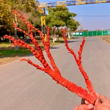 Grappolo di barriera corallina