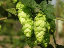 HUMULUS LUPULUS - LUPPOLO, 15