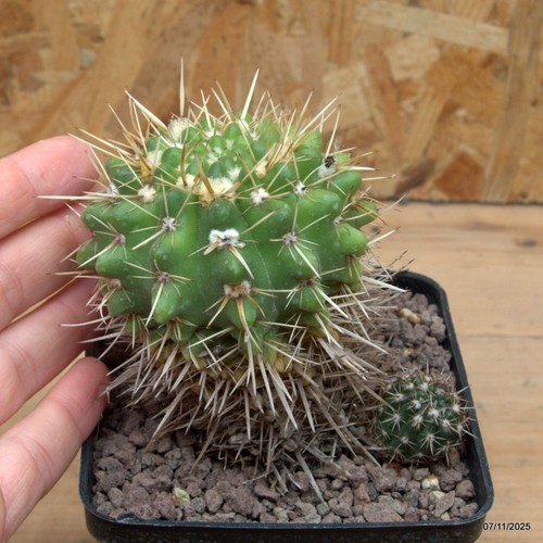 Notocactus submammullosus vaso - notocactus,