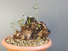 Bonsai Olivastro 18x18cm In