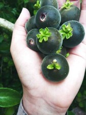 80002222 Diospyros Texana