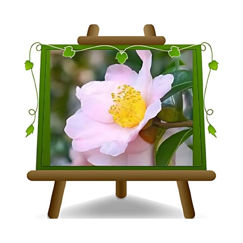 Camelia sasanqua rosa chiaro - sasanqua,