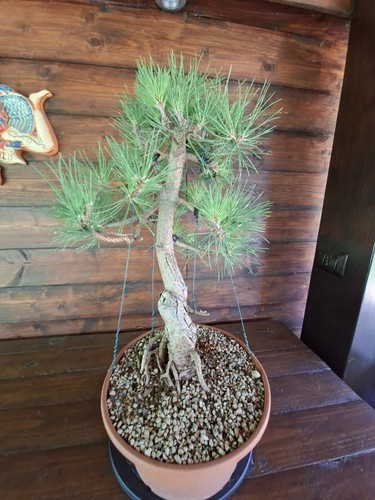 Bonsai pino nero pinus - bonsai,