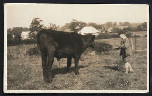 Mucca pascolo cartolina - al, pascolo,