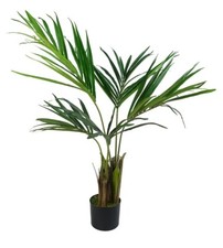 Palma Kentia Albero