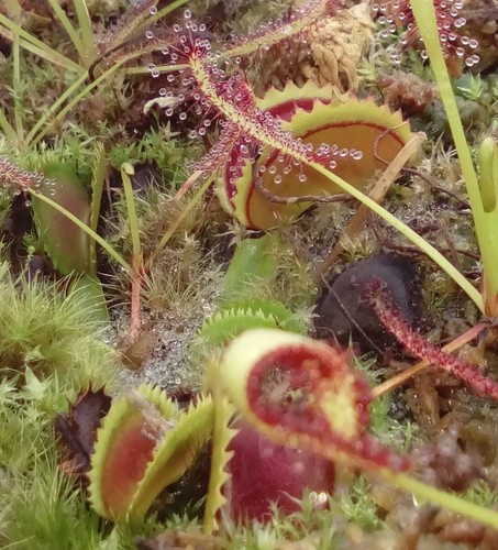 Plantes dionaea dracula red - dionaea,