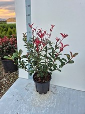 Photinia compatta, Foglie