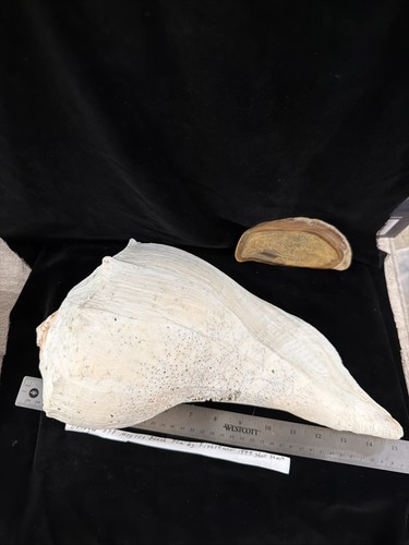 Giant busycon carica shell - giant,