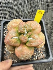 Ariocarpus fis var lloydii