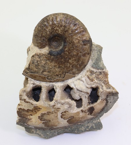 Ammonite ludwigia giura - ammonite,,