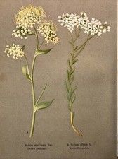 Incisione su legno piante