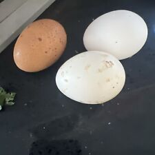 Vendo uova fertili di