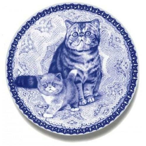 Exotic shorthair piatto per - exotic,