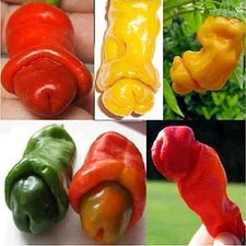 90 SEMI PEPERONCINO PETER PEPPER A FORMA DI PENE  -SPEDIZIONE GRATUITA "
