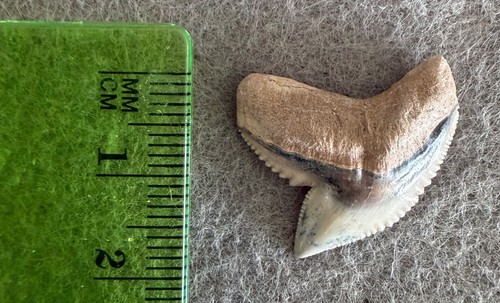 Dente squalo tigre fossile - dente,