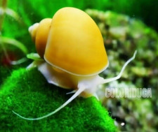 5 Lumaca GOLD AMPULLARIA + 2