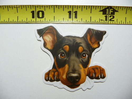 Peeking doberman pinscher - doberman,