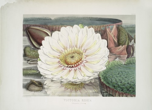 Victoria regia ninfea - victoria, ristampa