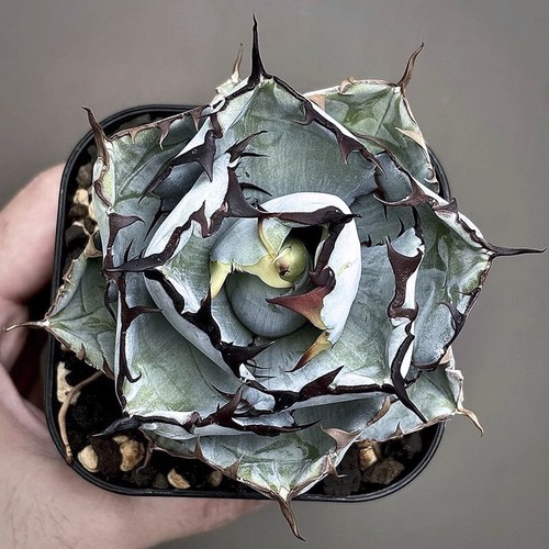 Pianta agave succulenta - di,