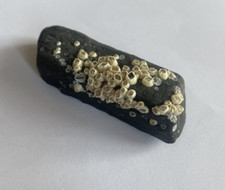 Pezzo di carbone con cirripedi