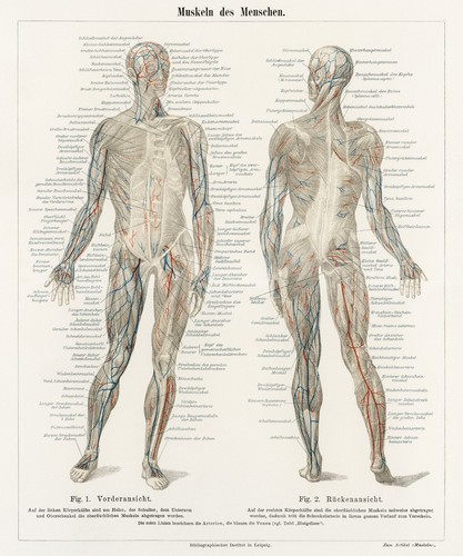 Sistema muscolare umano - umano, 1894