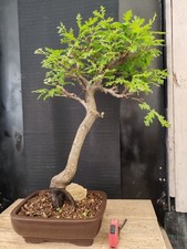 bonsai  quercia   h 69 cm