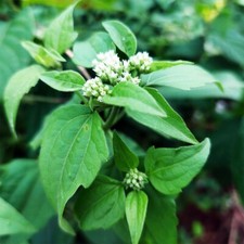 Pianta essiccata di Calea