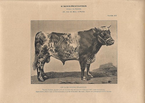 Stampa antica toro - antica,