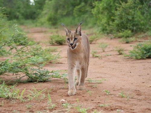 Caracal wild cat - caracal,