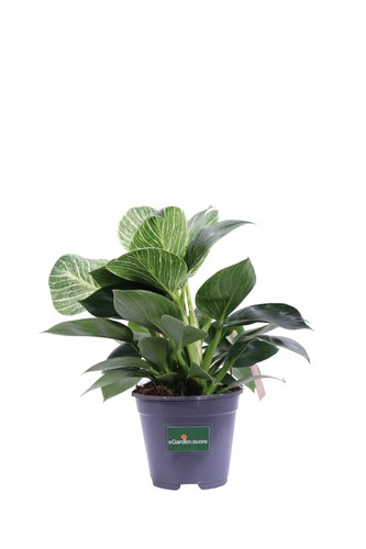 Pianta filodendro - pianta, di