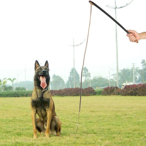 Guinzagli per animali