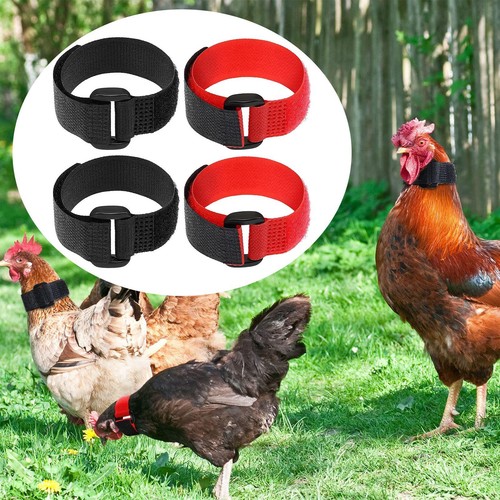 Pezzi collare gallo - collare,