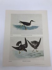 John James Audubon Folio Plate